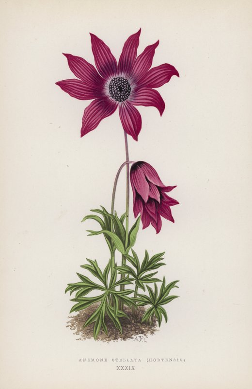 Anemone Stellata, Hortensis (színes litográfia) alkotó: English School