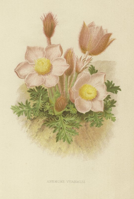 Anemone vernalis alkotó: English School