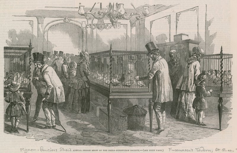 A Philio-Peristeron Társaság éves galambbemutatója alkotó: English School