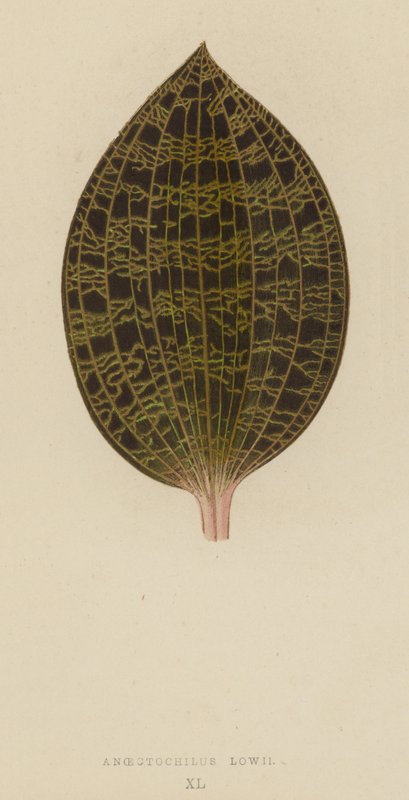 Anoectochilus Lowii alkotó: English School