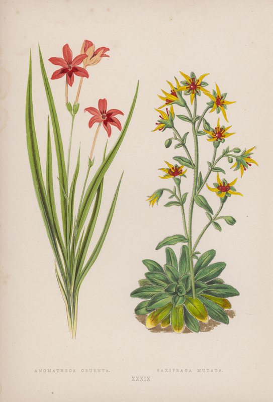 Anomatheca Cruenta; Saxifraga Mutata (színes litho) alkotó: English School
