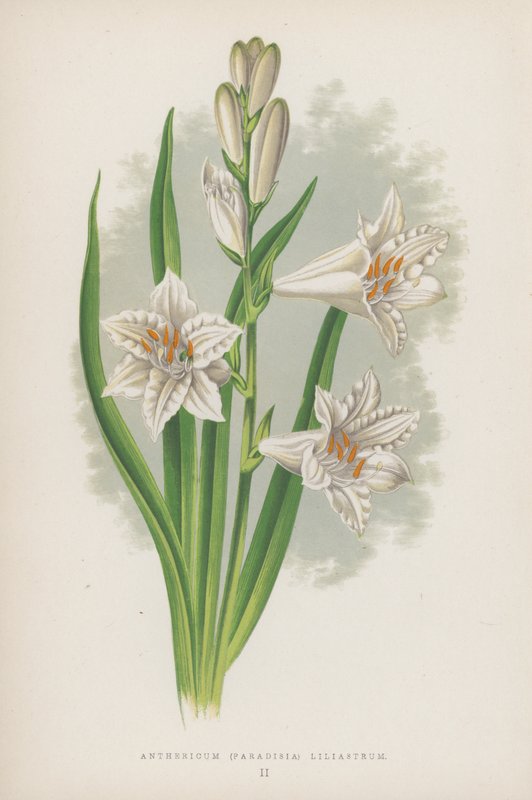 Anthericum, Paradisia Liliastrum (színes litográfia) alkotó: English School