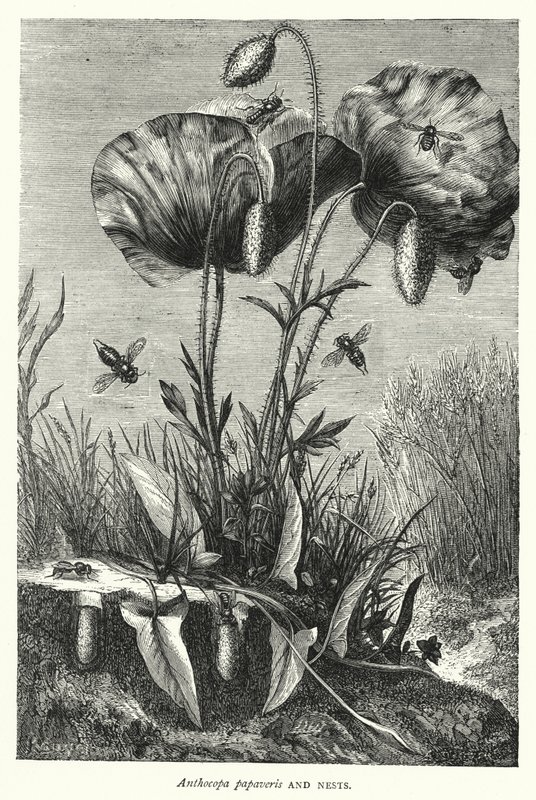 Anthocopa papaveris és fészkek (metszet) alkotó: English School