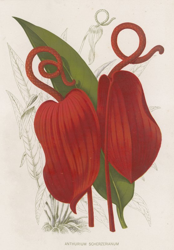 Anthurium Scherzerianum alkotó: English School
