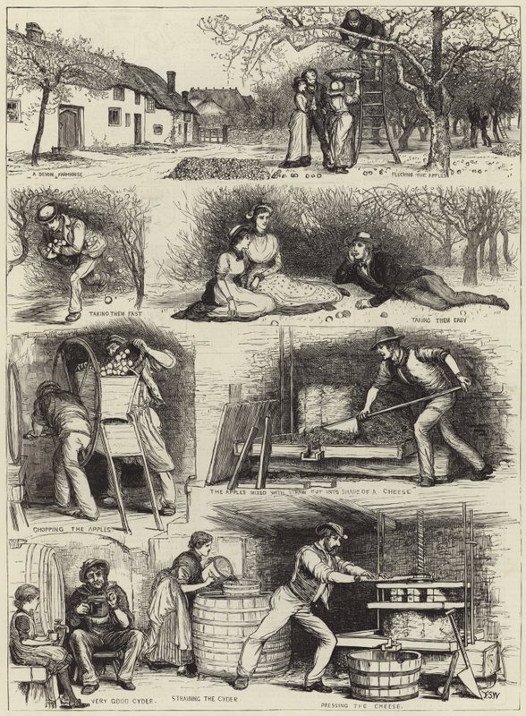 Almagyűjtés és almabor készítés Devonshire-ben alkotó: English School