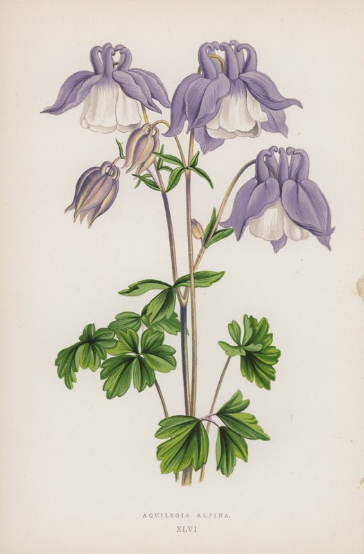Aquilegia Alpina (színes litó) alkotó: English School