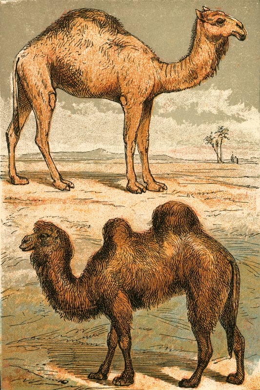 Arab teve és baktriai teve alkotó: English School