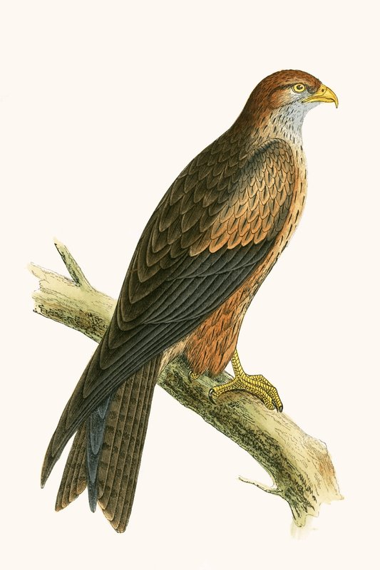 Arabian Kite, illusztrációja Charles Robert Bree (1811-86) „Európa madarainak története, amelyeket nem figyeltek meg a Brit-szigeteken” című művéből, 1867. alkotó: English School