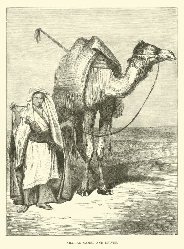 Arab teve és sofőr alkotó: English School