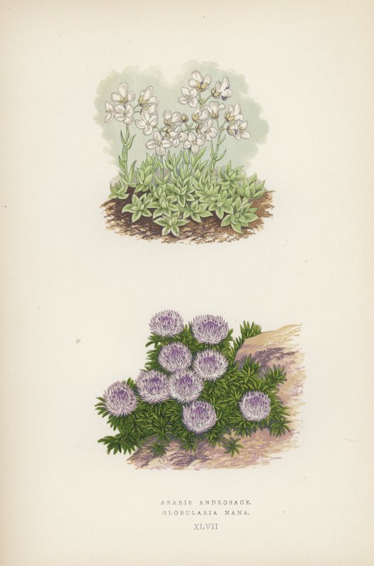 Arabis Androsace; Globularia Nana (színes litó) alkotó: English School