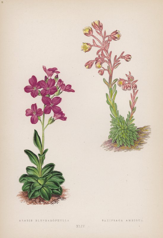 Arabis; Saxifraga Ambigua (színes litho) alkotó: English School