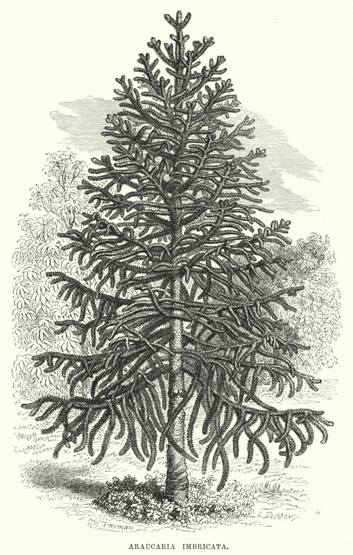 Araucaria Imbricata (metszet) alkotó: English School