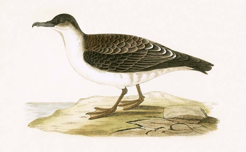 Arctic Cinereous Shearwater, illusztráció Charles Robert Bree (1811-86) „A History of the Birds of the Birds of Europe Not Observed in the British Isles” című művéből, 1867-ben (színes litho) alkotó: English School