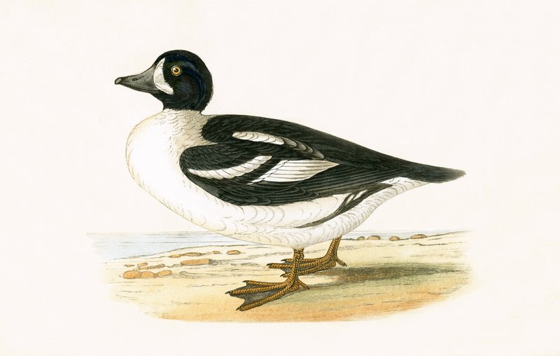 Arctic Garrot, Charles Robert Bree (1811-86) 1867-ben megjelent "Európa madarainak története, amelyeket nem figyeltek meg a Brit-szigeteken" című művéből. alkotó: English School