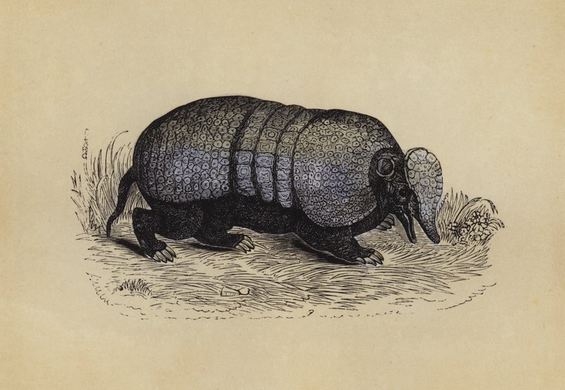 Armadillo (színes litográfia) alkotó: English School