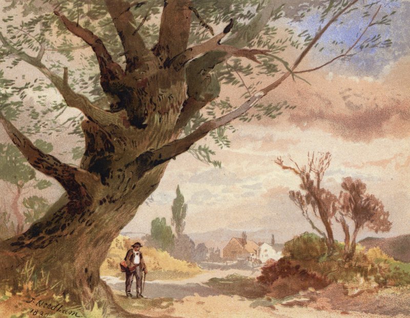 Ash by the Wayside (színes litó) alkotó: English School