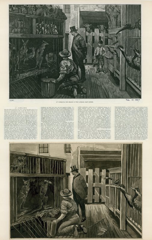 A Jambachsnál, a vadállat-kereskedőnél, Kelet-Londonban alkotó: English School
