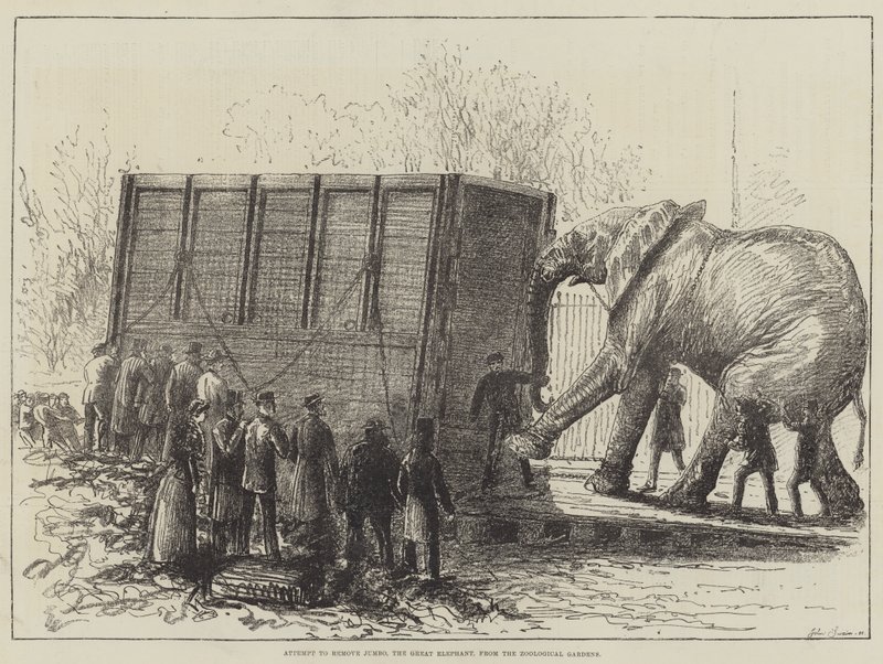 Kísérlet Jumbo, a Nagy Elefánt eltávolítására az Állatkertből (litho) alkotó: English School