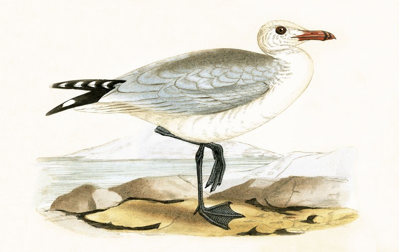 Audouin sirály, illusztráció Charles Robert Bree (1811-86) "A History of the Birds of Europe Not Observed in the British Isles" című, 1867-ben megjelent művéből. alkotó: English School