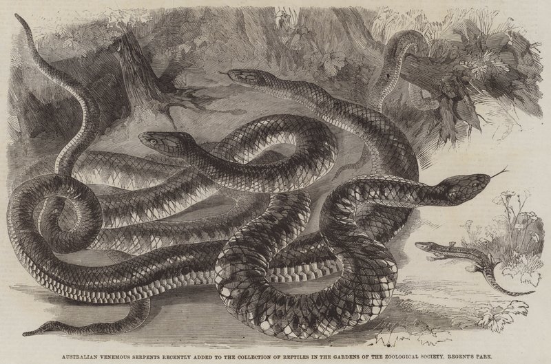 Ausztrál Venemous Serpents nemrégiben bővült a hüllők gyűjteményével a Zoological Society kertjében, Regent