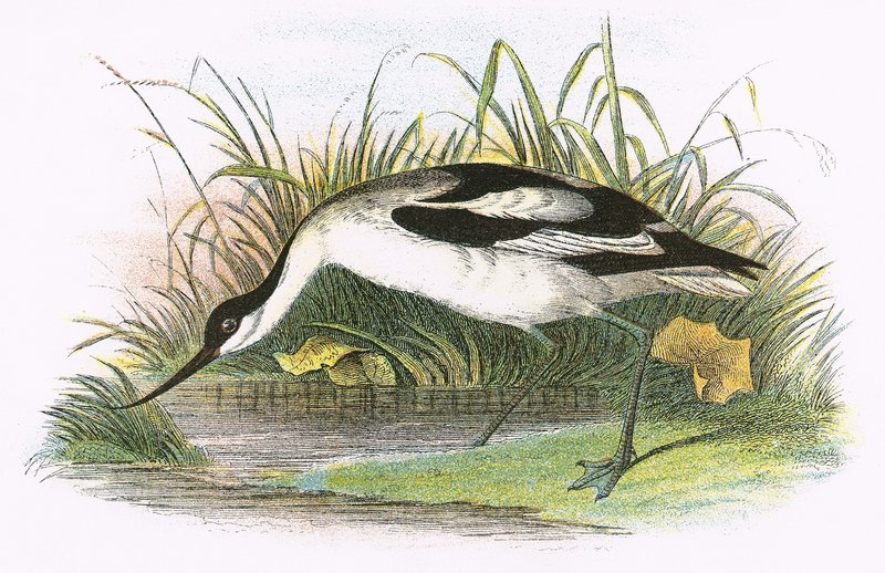 Avocet alkotó: English School