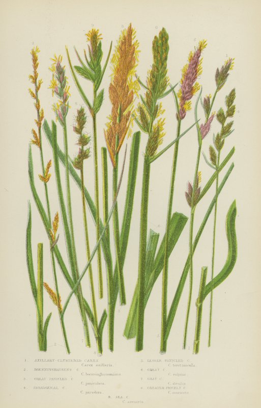 Tengelyes-fürtös Carex, Boenninghausen