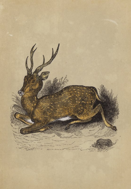 Axis Deer (színes litó) alkotó: English School