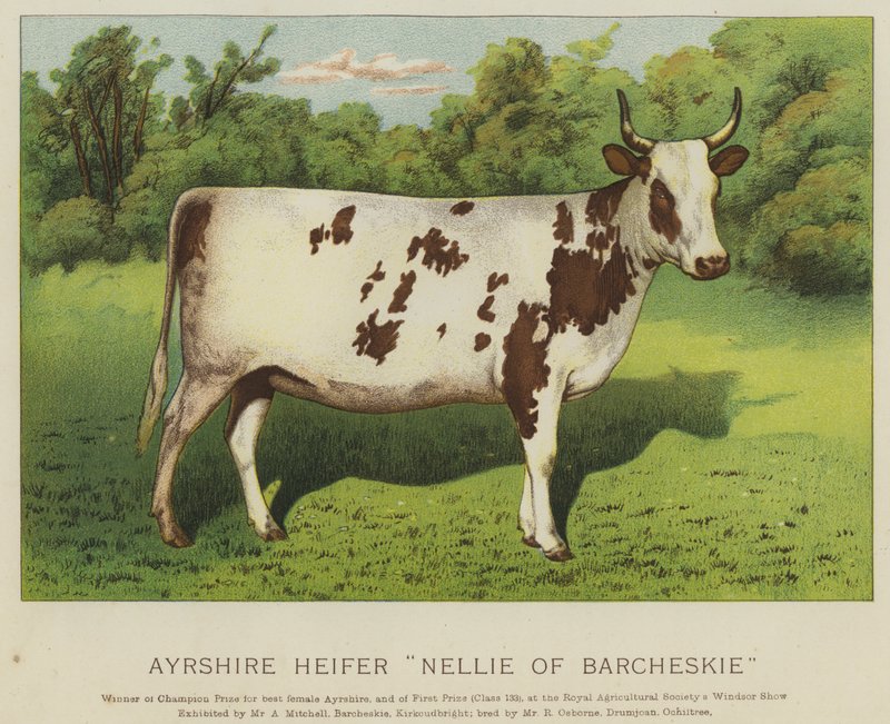 Ayrshire Heifer "Nellie of Barcheskie" (színes litó) alkotó: English School
