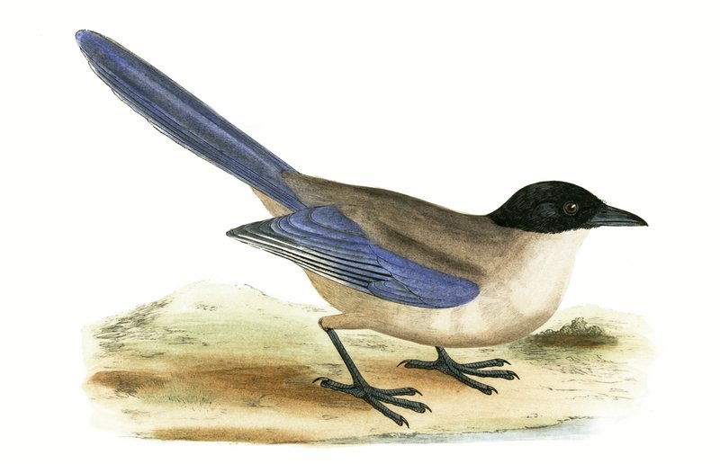 Azúrkék szárnyas szarka, illusztrációja Charles Robert Bree (1811-86) „Európa madarainak története, amelyeket nem figyeltek meg a Brit-szigeteken” című könyvéből, 1867. alkotó: English School