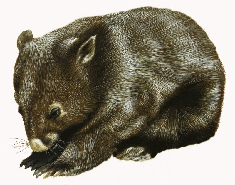 Baby Possum alkotó: English School