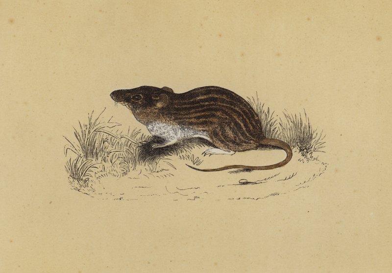 Barbary Mouse (színes litho) alkotó: English School