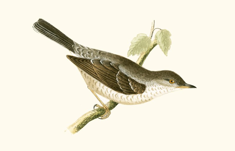 Barred Warbler, illusztrációja Charles Robert Bree (1811-86) „A British-szigeteken nem megfigyelt európai madarak története” című könyvéből, 1867-ben megjelent alkotó: English School