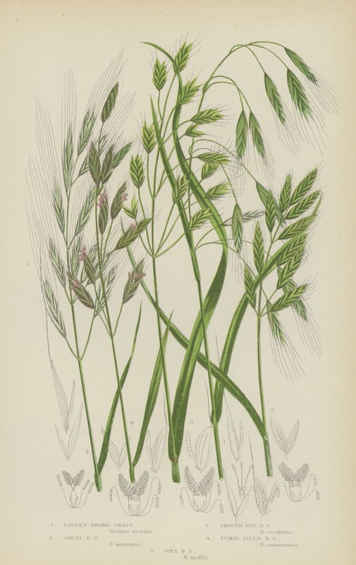 Barren Brome Grass, Great Brome Grass, Smooth Rye Brome Grass, Tumid Field Brome Grass, Soft Brome Grass (színes litográfia) alkotó: English School