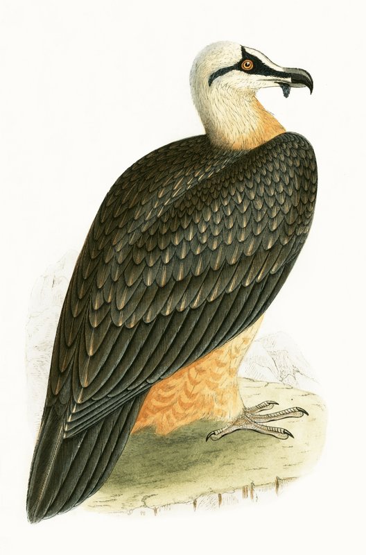 Szakállas keselyű, illusztrációja Charles Robert Bree (1811-86) „Európa madarainak története, amelyeket nem figyeltek meg a Brit-szigeteken” című művéből, 1867. alkotó: English School