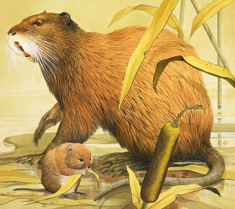 Gyönyörű rágcsálók (gouache, papír) alkotó: English School