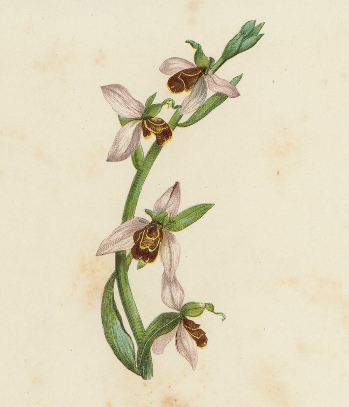 Méh-orchisz, Ophrys Apifera (színes litográfia) alkotó: English School