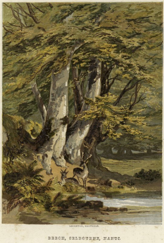 Bükkfák, Selborne közelében, Hampshire-ben alkotó: English School