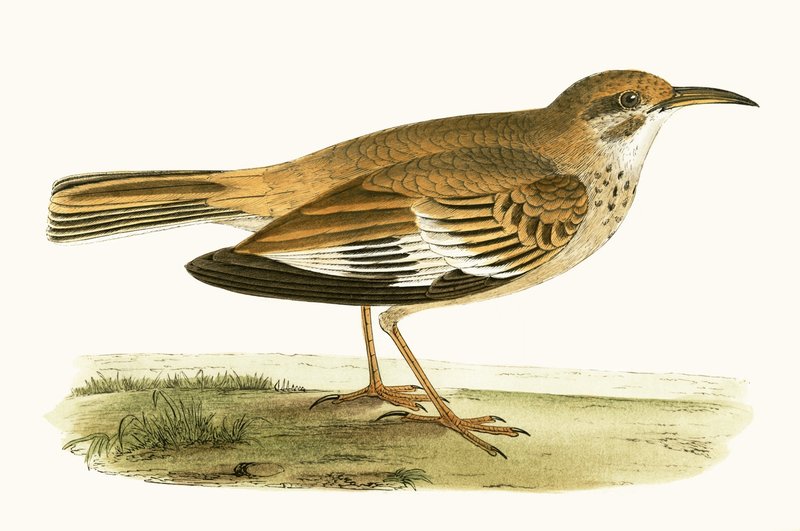 Bifasciated Lark, illusztráció Charles Robert Bree (1811-86) „A History of the Birds of the Birds of Europe Not Observed in the British Isles” című művéből, 1867-ben megjelent alkotó: English School