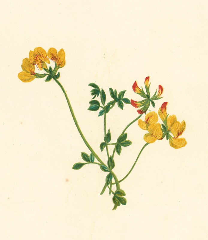 Madárlábfű, Lotus Corniculatus (színes litográfia) alkotó: English School