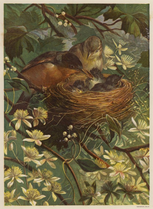 Birds feeding their young in a nest (colour litho)   1324198   hu       hungarian Successfully Translated  Original: Si mon lorgnon m Translat: Si mon lorgnon m 1333380 hu hungarian Successfully Translated Original: Cogida de un Moro estando en la plaza (A alkotó: English School