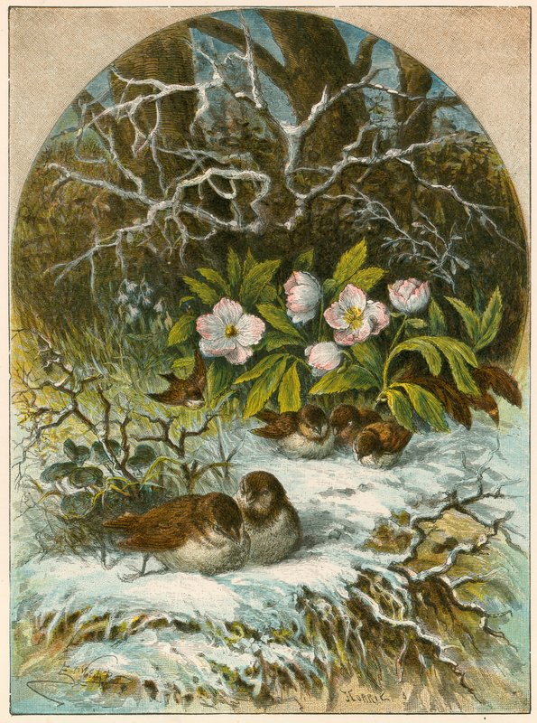 Madarak télen alkotó: English School