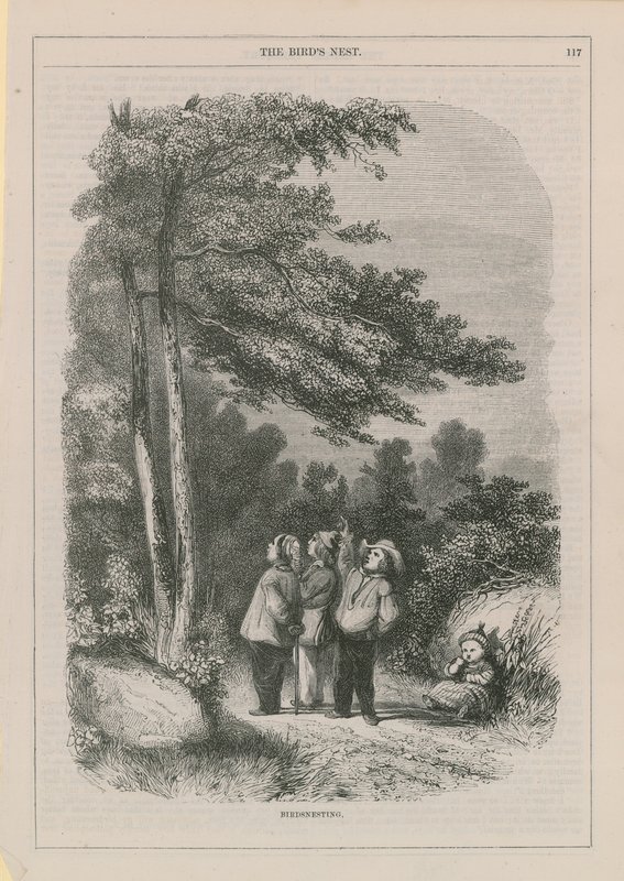 Madarak fészkelő alkotó: English School