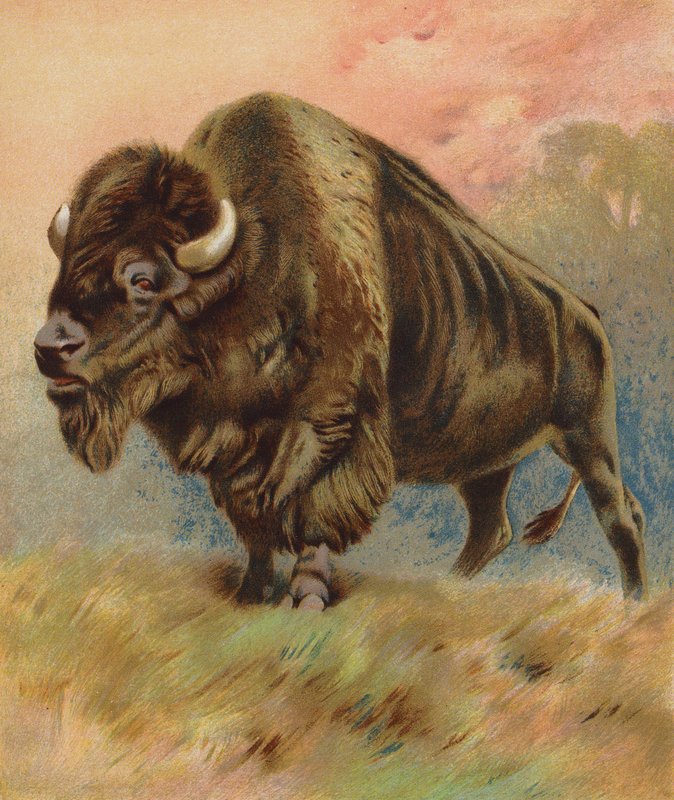 Bison (színes litográfia) alkotó: English School