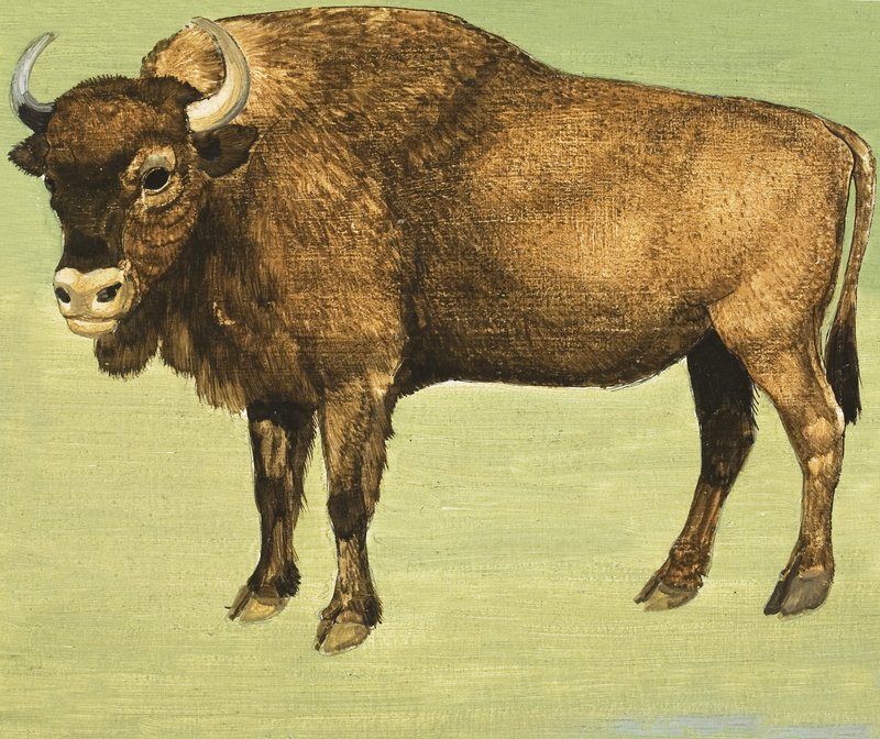 Bison vagy amerikai bölény alkotó: English School