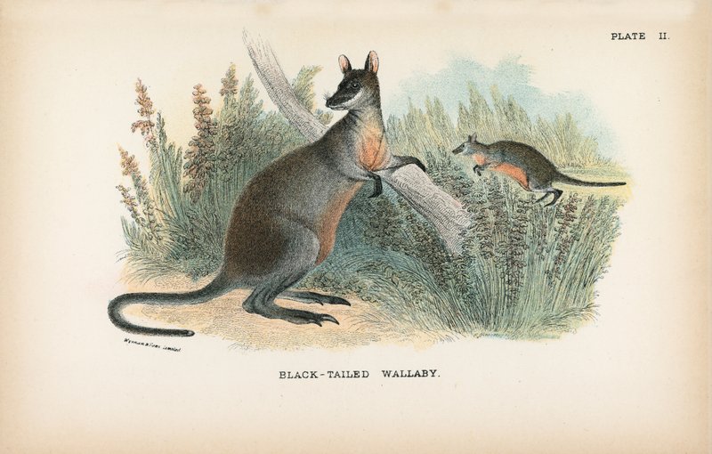 Feketefarkú Wallaby alkotó: English School