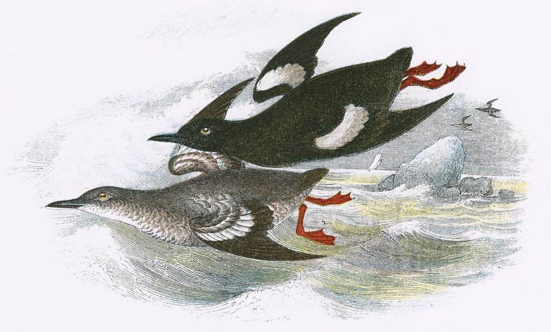 Fekete Guillemot alkotó: English School