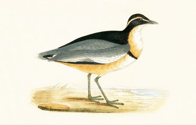 Feketefejű lile, illusztrációja Charles Robert Bree (1811-86) „A Brit-szigeteken nem megfigyelt európai madarak története” című könyvéből, 1867-ben megjelent alkotó: English School