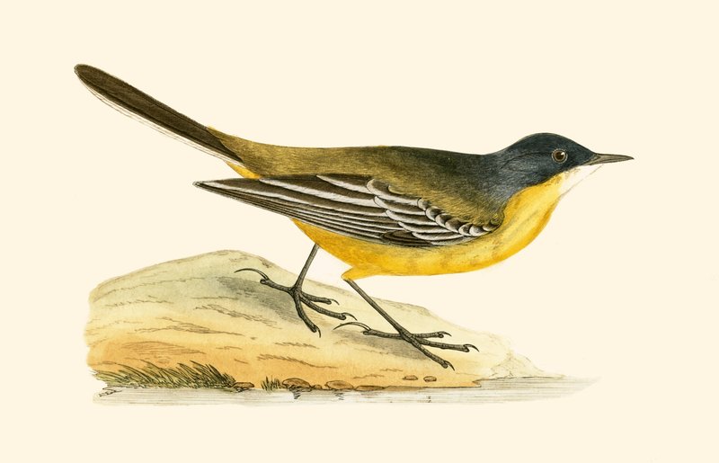Black Headed Yellow Wagtail, illusztrációja Charles Robert Bree (1811-86) „A British-szigeteken nem megfigyelt európai madarak története” című művéből, 1867. alkotó: English School