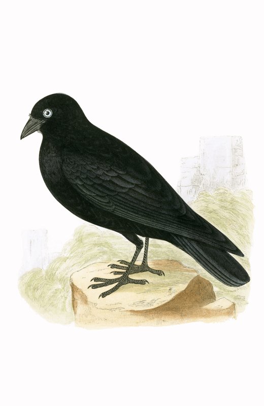 Black Jackdaw, illusztrációja Charles Robert Bree (1811-86) „Európa madarainak története, amelyeket nem figyeltek meg a Brit-szigeteken” című művéből, 1867. alkotó: English School