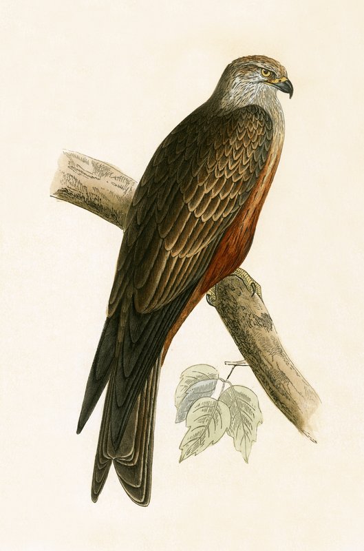 Fekete sárkány, illusztrációja Charles Robert Bree (1811-86) „Európa madarainak története, amelyeket nem figyeltek meg a Brit-szigeteken” című művéből, 1867. alkotó: English School